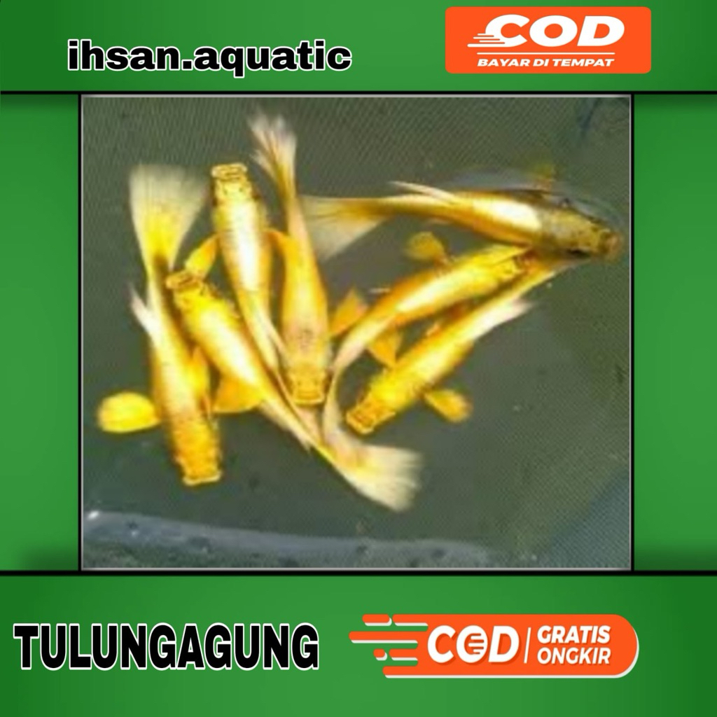 Ikan Hias Guppy Albino Full Gold - Jantan, Warna Emas Menawan, Mudah Dibudidayakan
