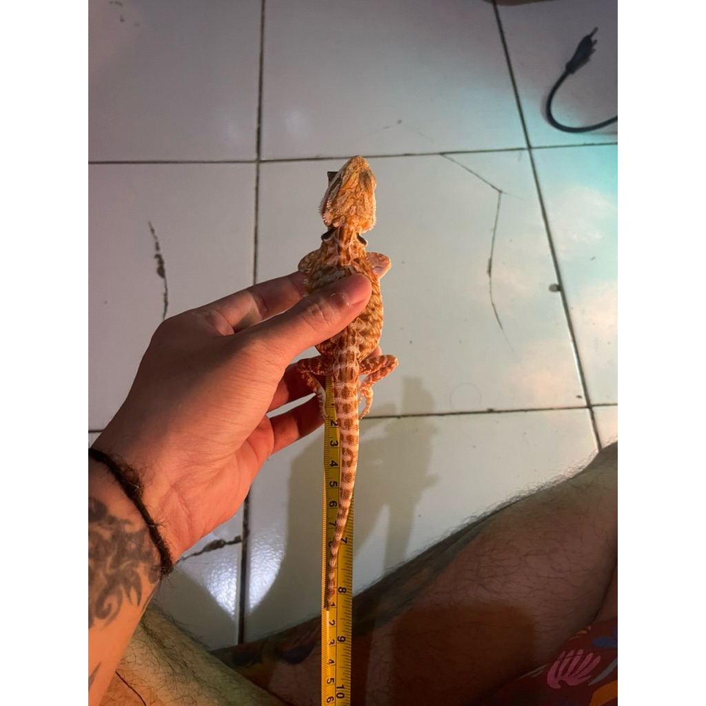 Bearded Dragon