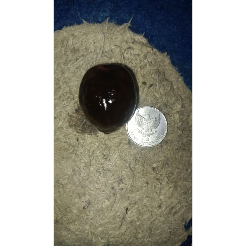 Zoey_Jenaka Muncang Adu Kojo Artisan Ori Indung