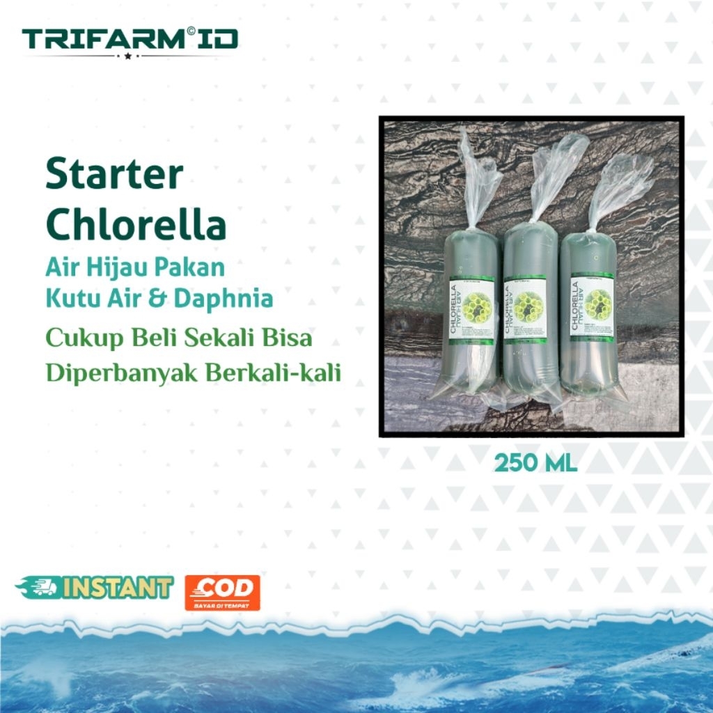 TRIFARM Benih Bibit Starter Chlorella Air Tawar / Air Hijau / Air Ijo Pakan Kutu Air