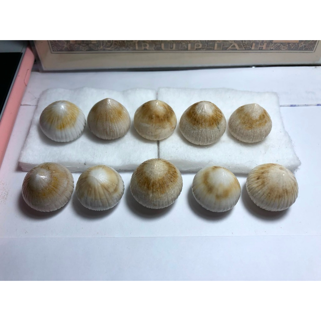 Batu Kelapa Atau Batu Kentos Kelapa Asli 10pcs