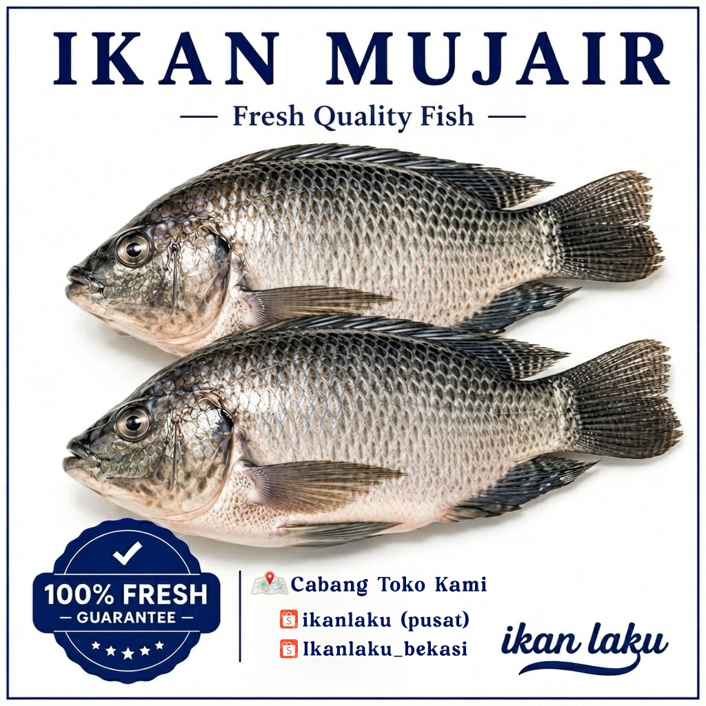 IKAN MUJAIR    Ikan mujair segar dengan kualitas pilihan, cocok untuk berbagai olahan seperti digore