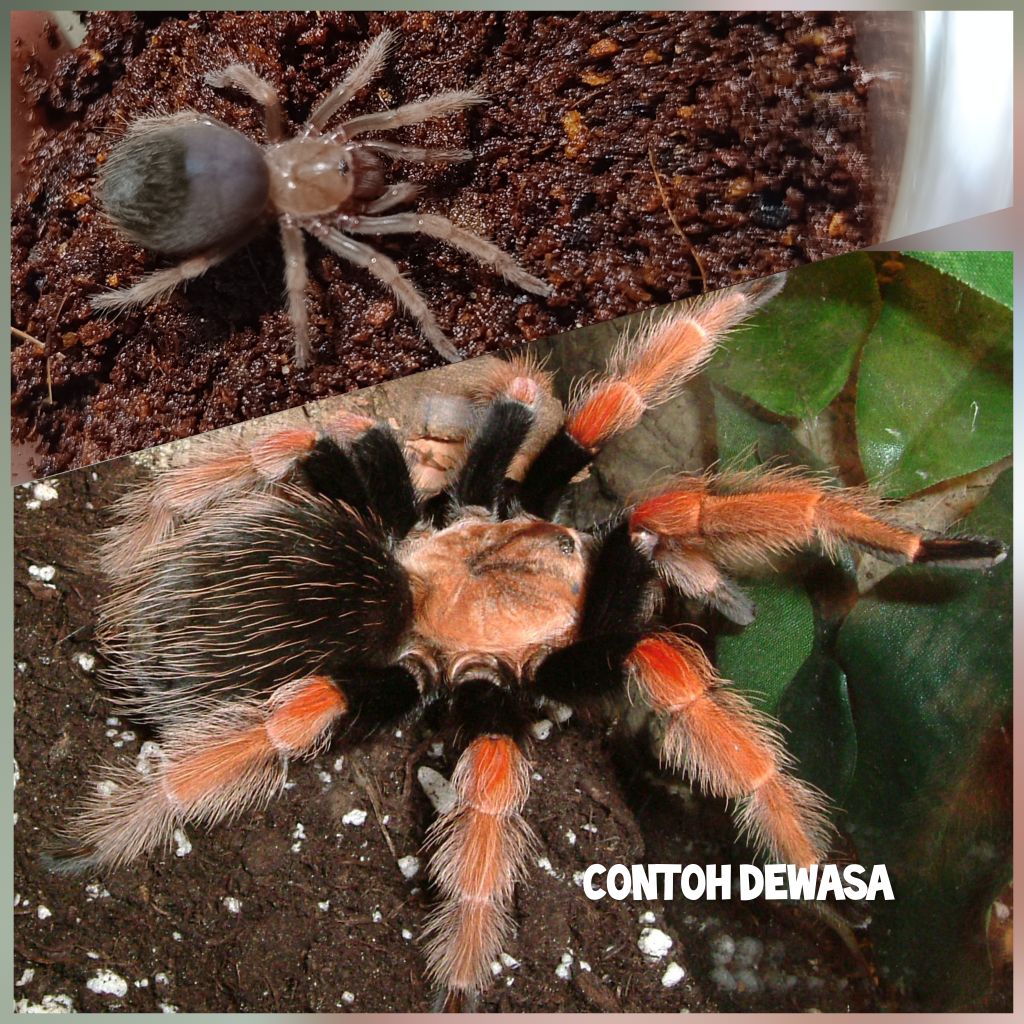 Hiasan Tarantula Brachypelma Boehmei Mexican Fire Leg by ZEI