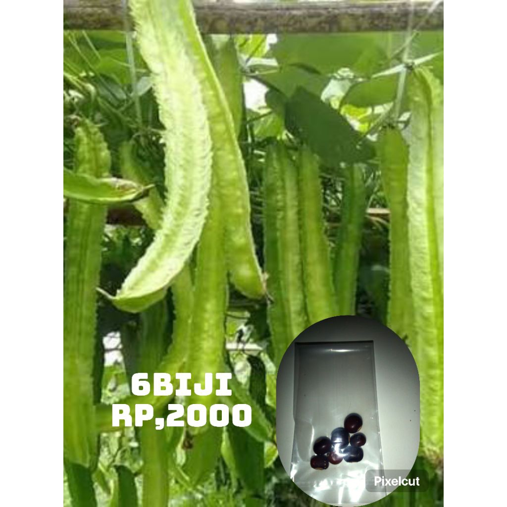 6biji benih kecipir/cipir