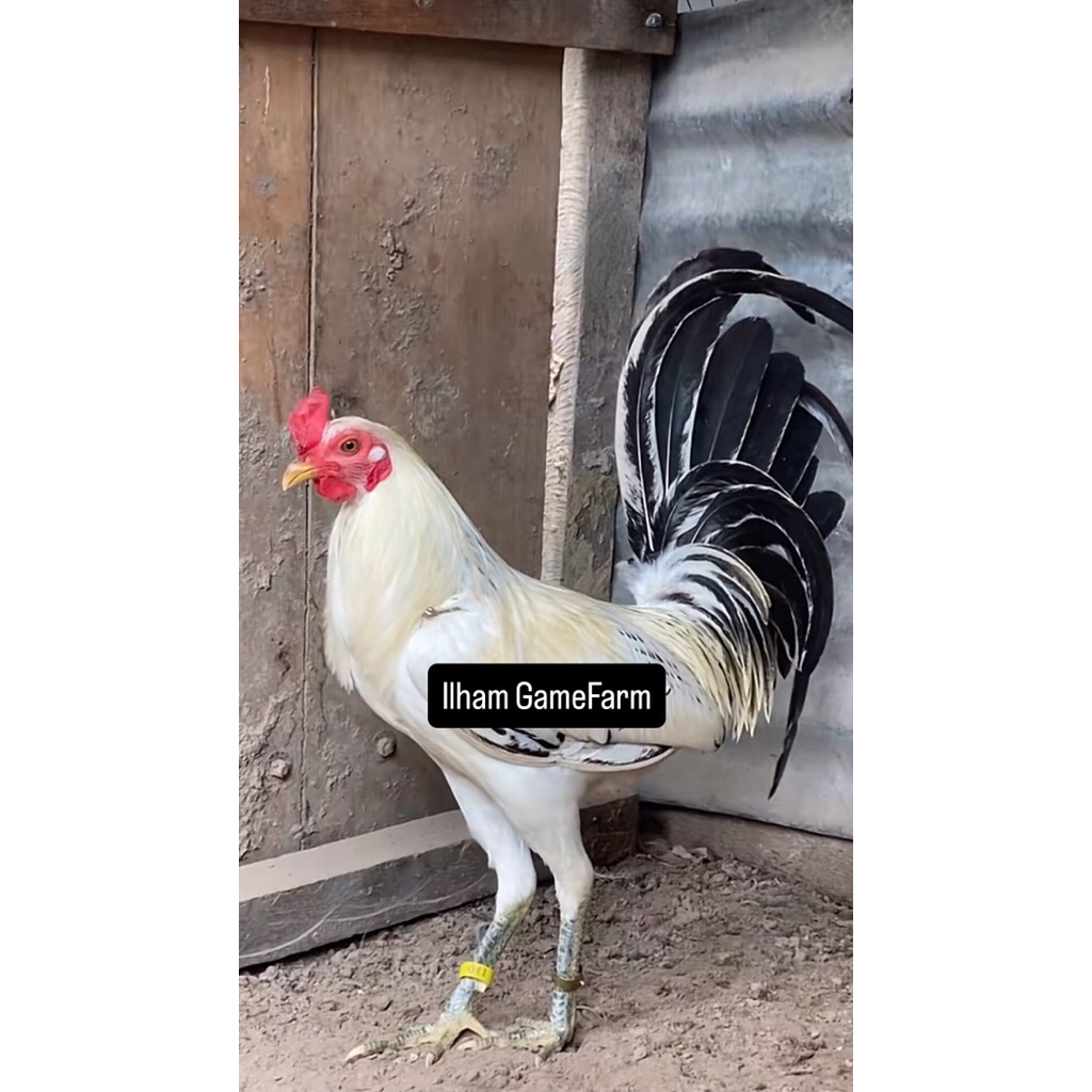 Ayam Philipin Canawayon Ori, Telur Fertil 100% untuk ditetaskan