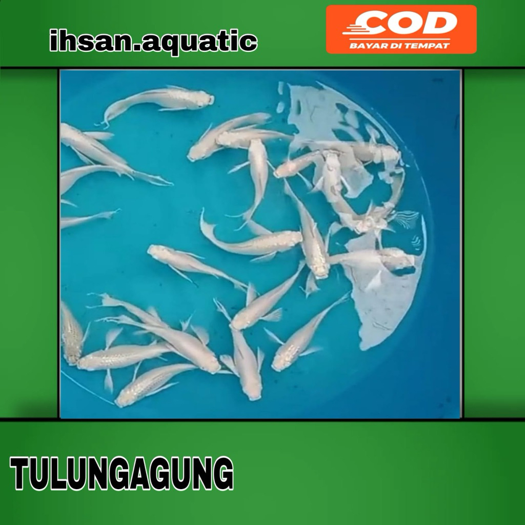 Ikan Molly Platinum Long Cawang - Sepasang Indukan murah bergaransi