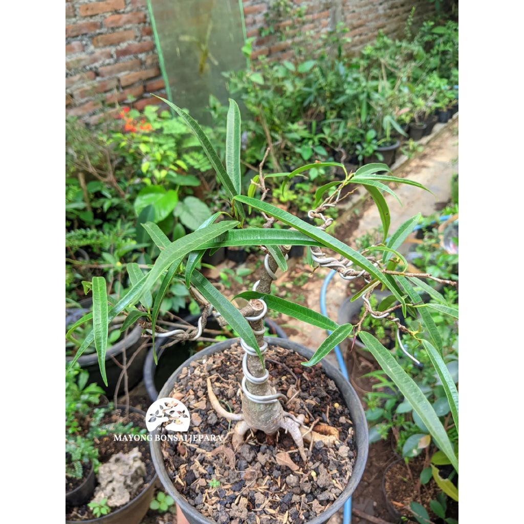 Ficus alii seedling Caudex plant bonsai