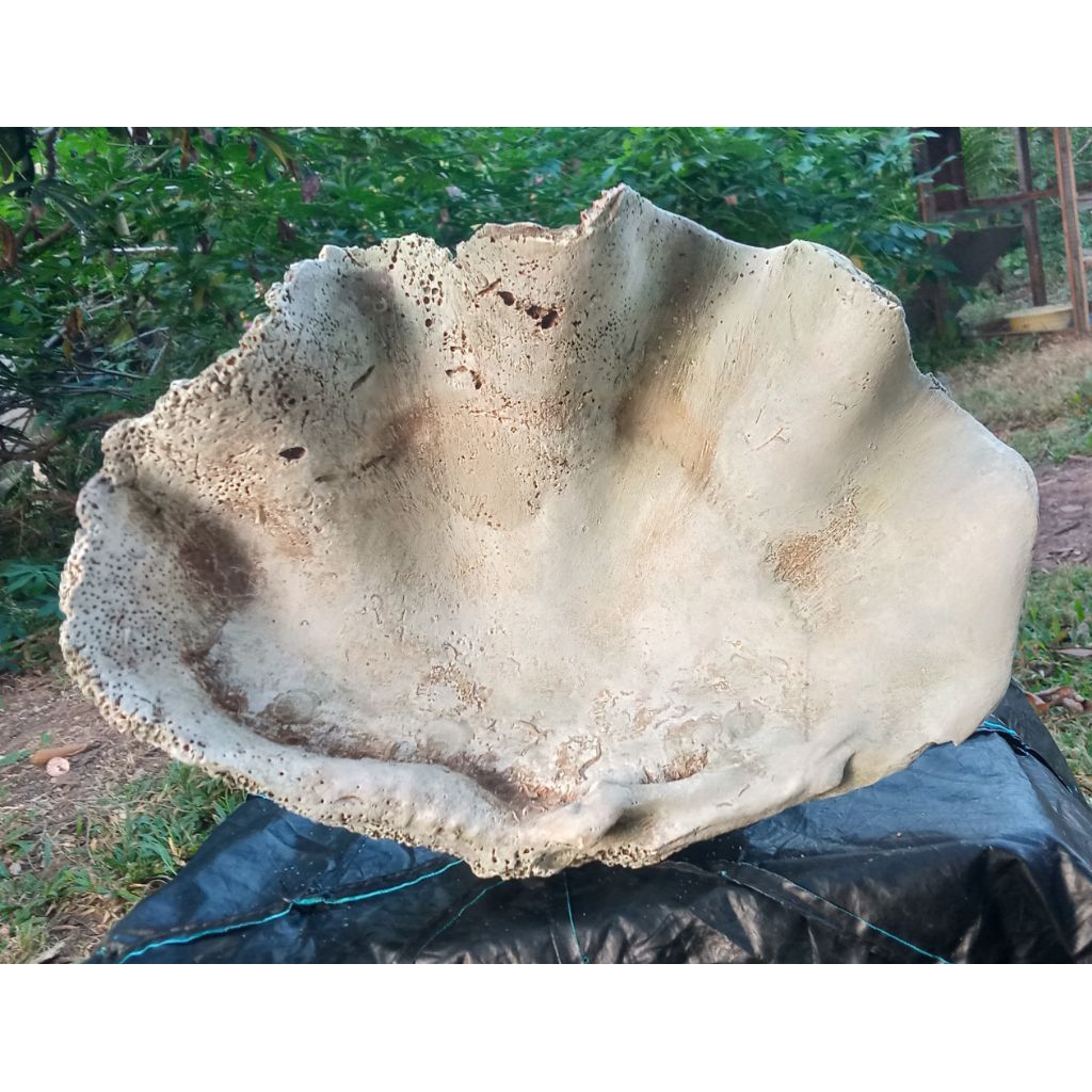 cangkang kerang besar