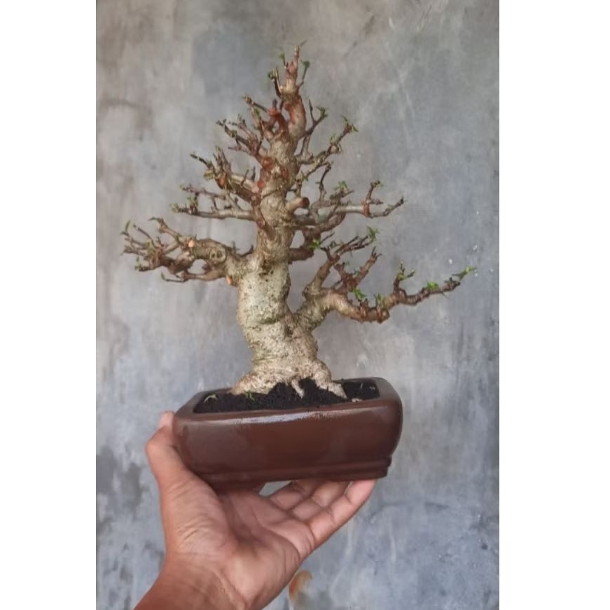 bonsai anput anting putri realpict pohon asli