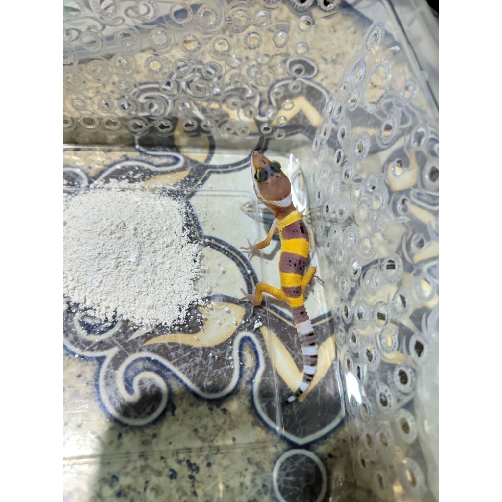 mainan gecko baby up