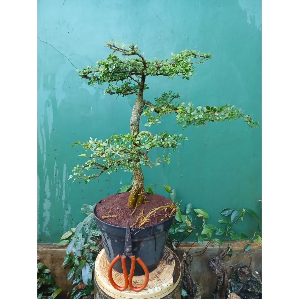 Bonsai Kawista Batu