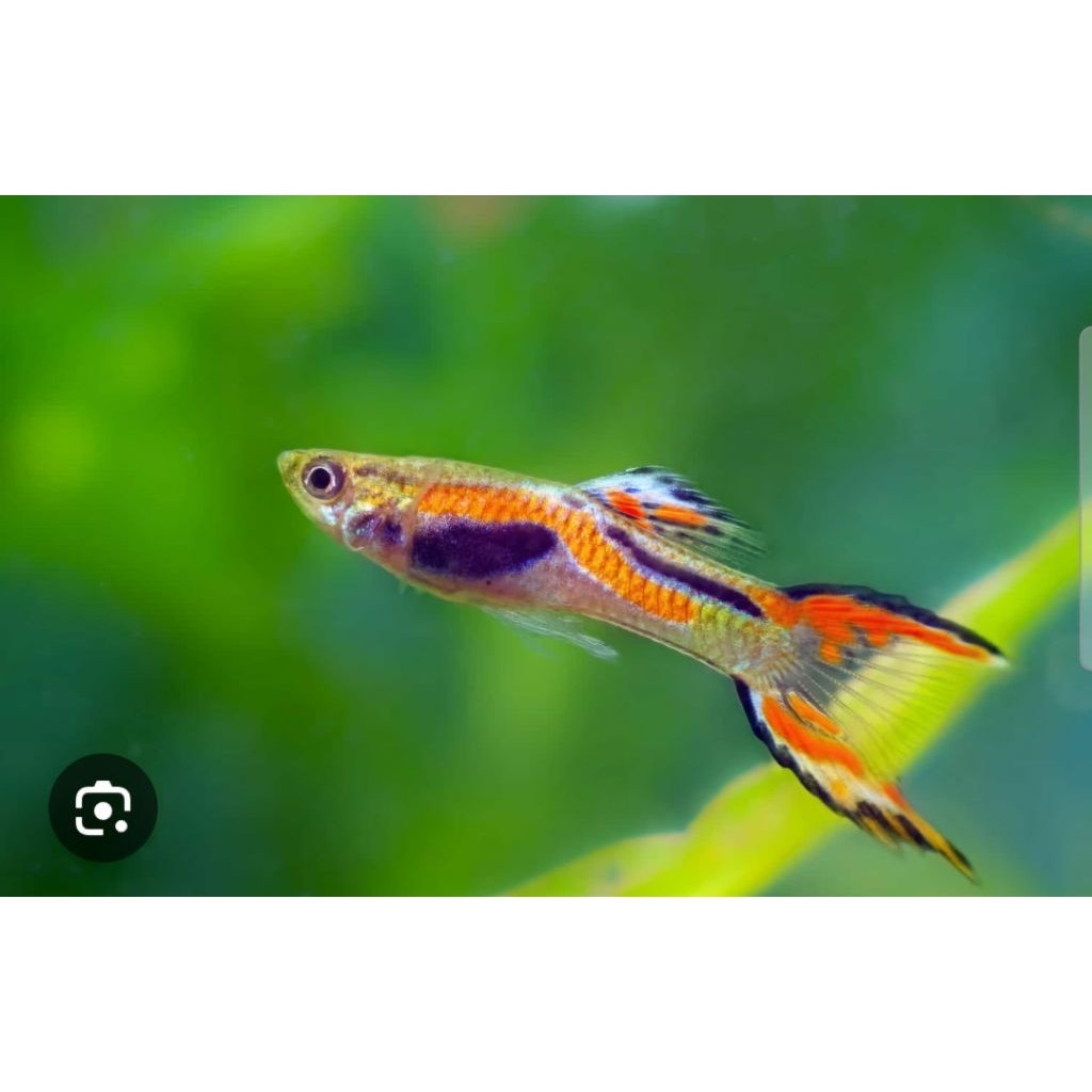 Ikan Guppy Alam Grade A