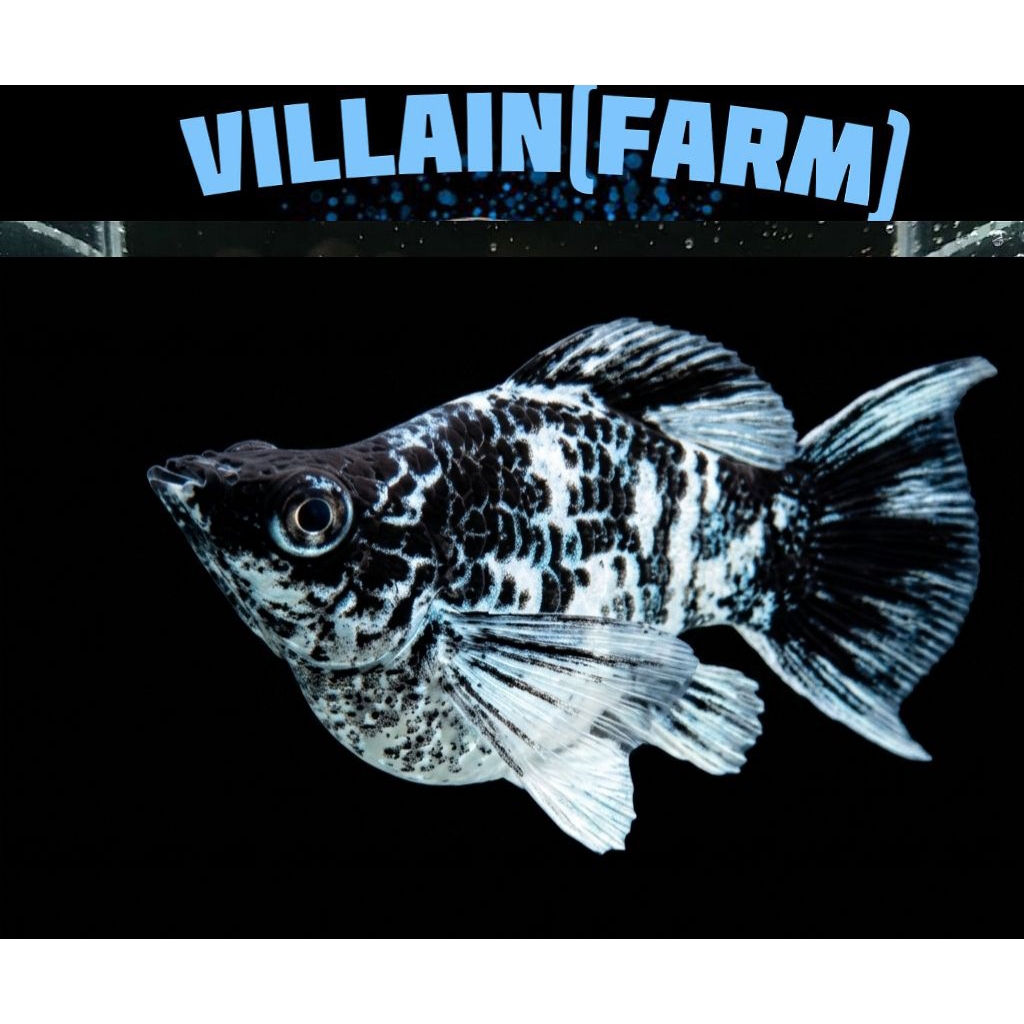 Molly Balon Zebra High Quality / Indukan Produk villain(farm)
