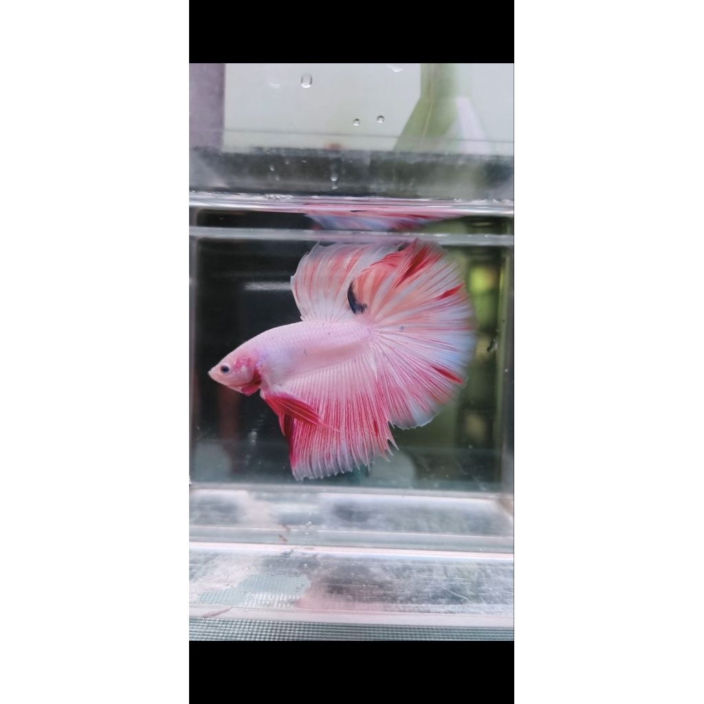 Ikan Cupang Halfmoon Pink Jantan - Umur 4-5 Bulan