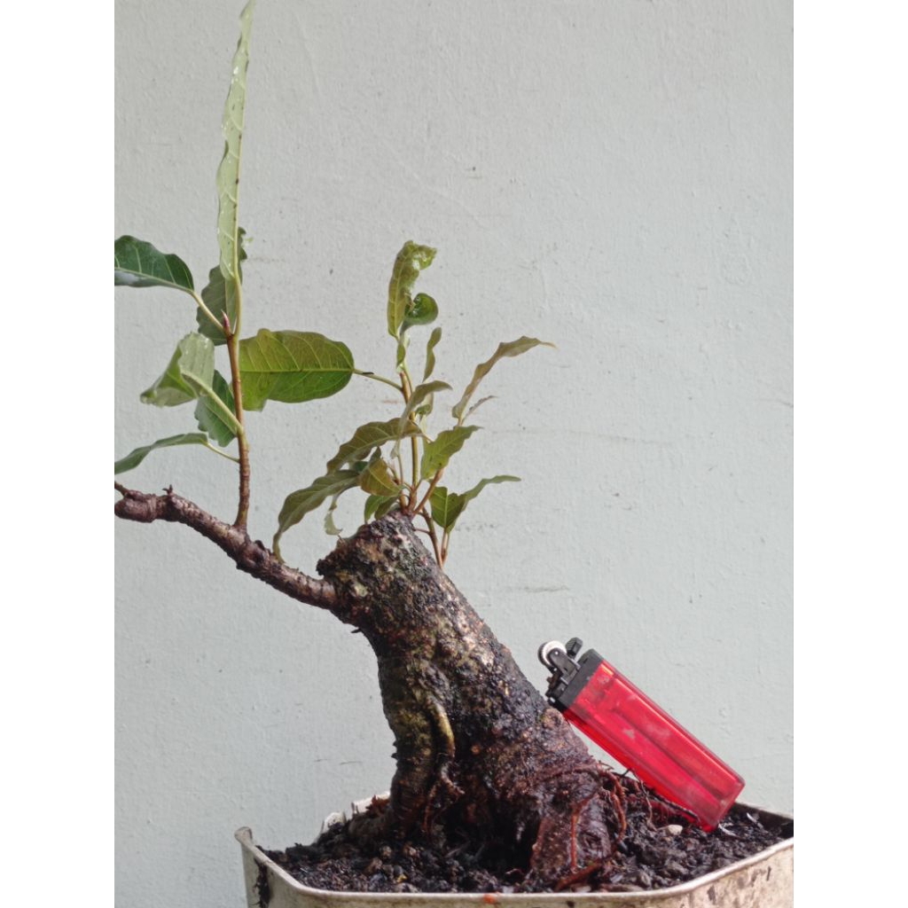 bahan bonsai picus bunut merah realpic