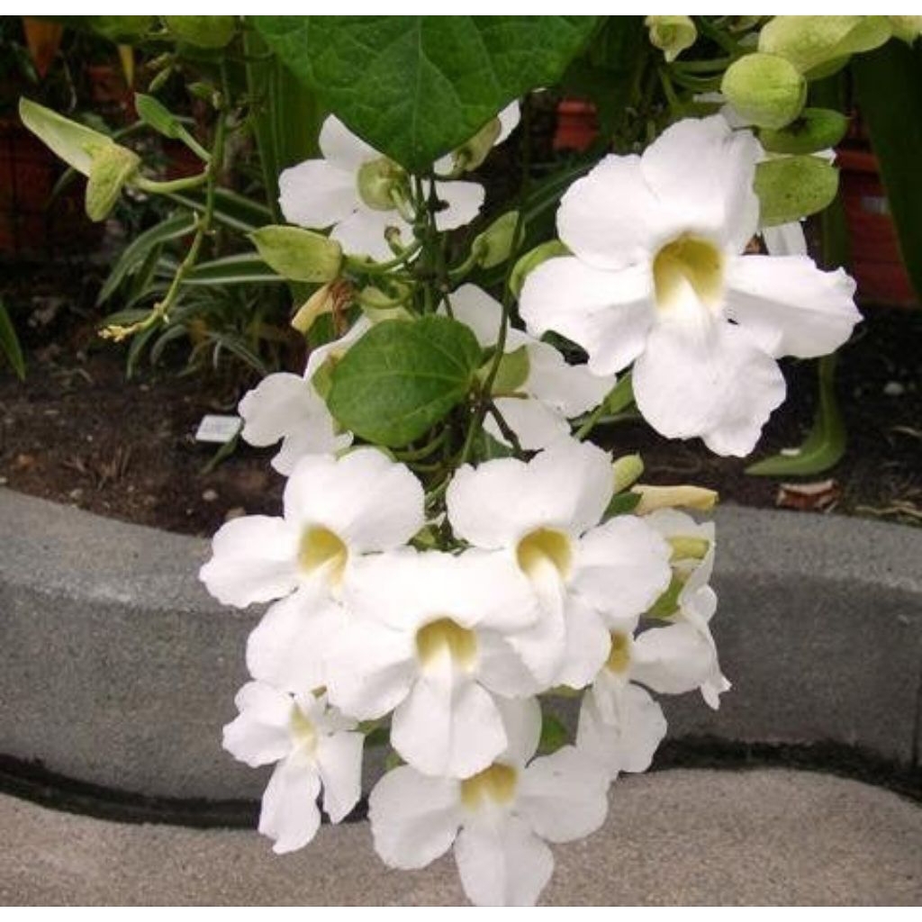 Thunbergia Putih Tanaman Rambat Hias Bunga Cantik Siap Tanam