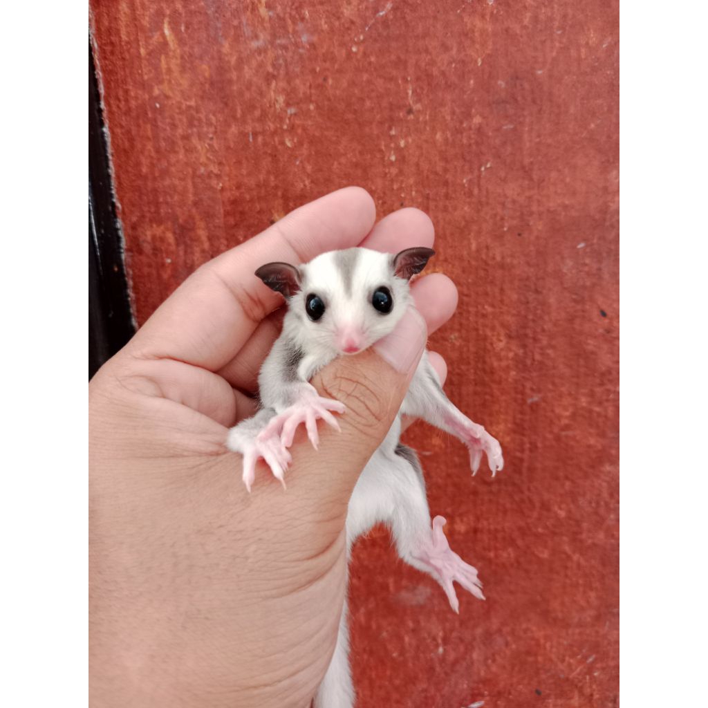 Sugar glider platinum Joey