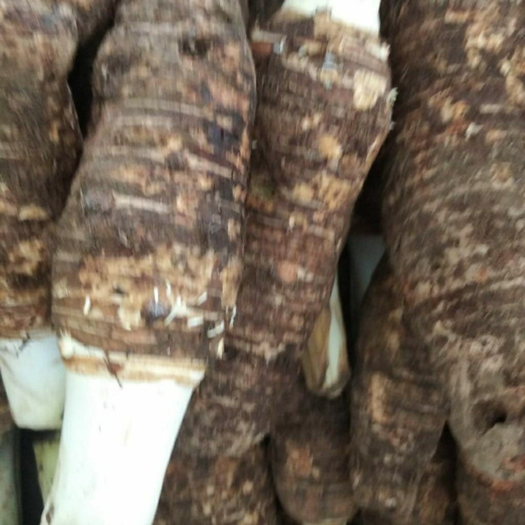 Bahan Umbi Bentul / Bentol / Talas segar kilogram