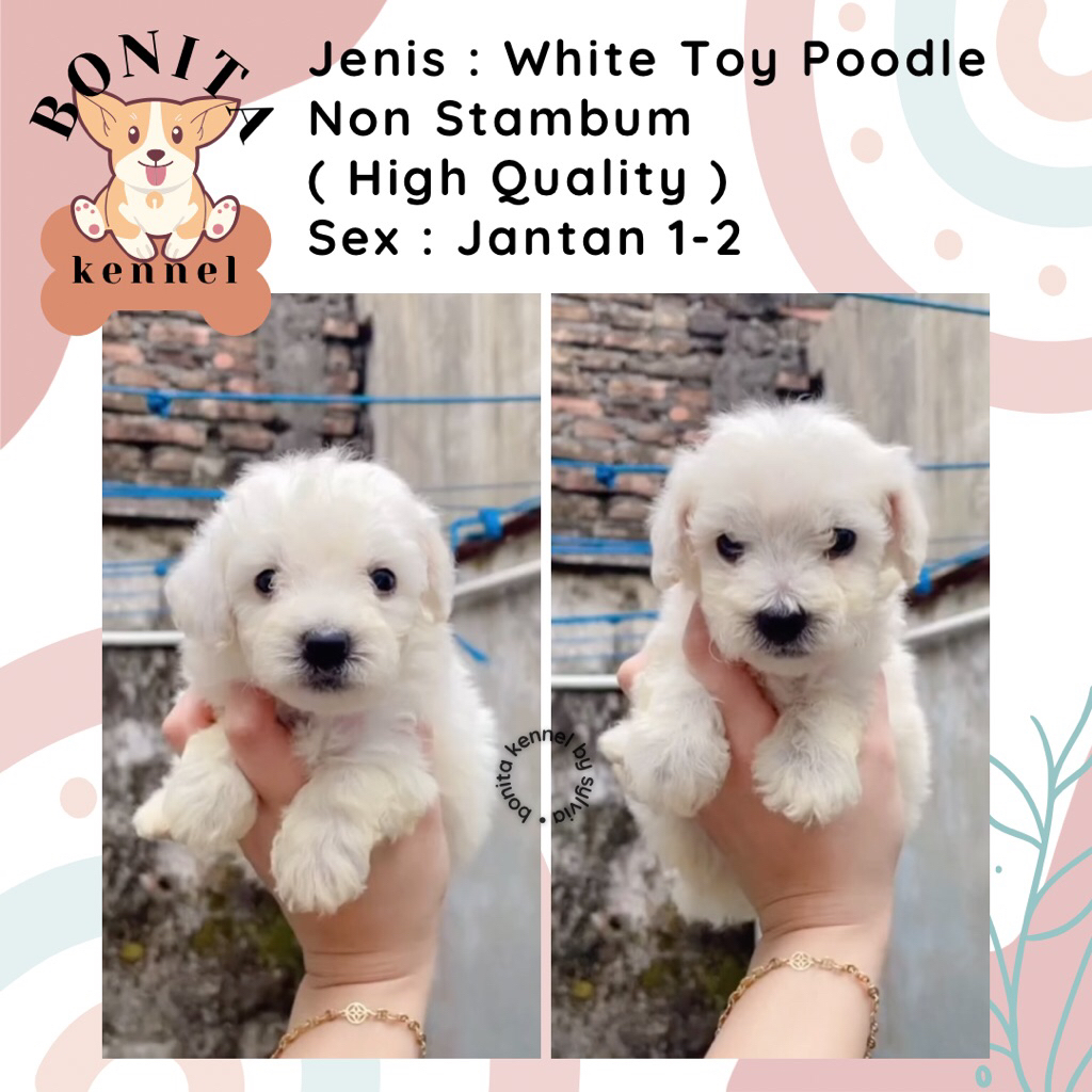 Fawn Toy Poodle Non Stambum Anjing Poodle Jantan Betina Particolor
