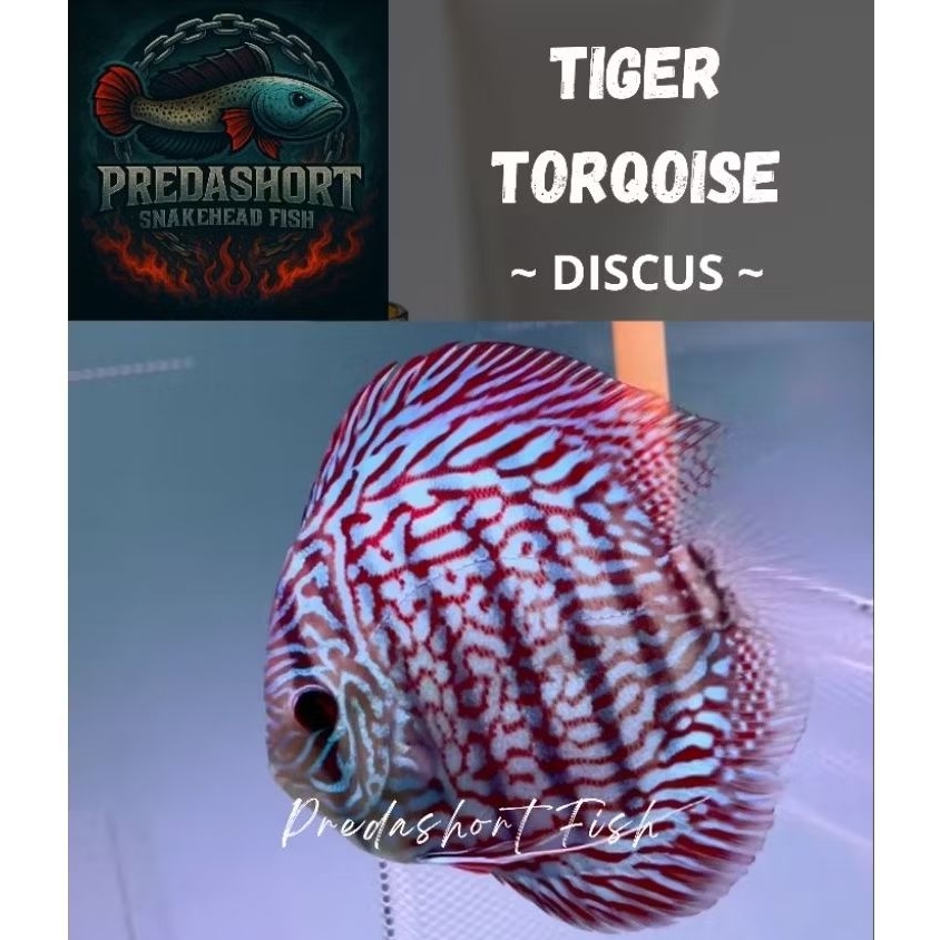 IKAN HIAS DISCUS tiger Torqoise