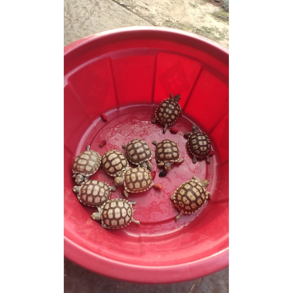 Sulcata baby 5-6cm CB Indo