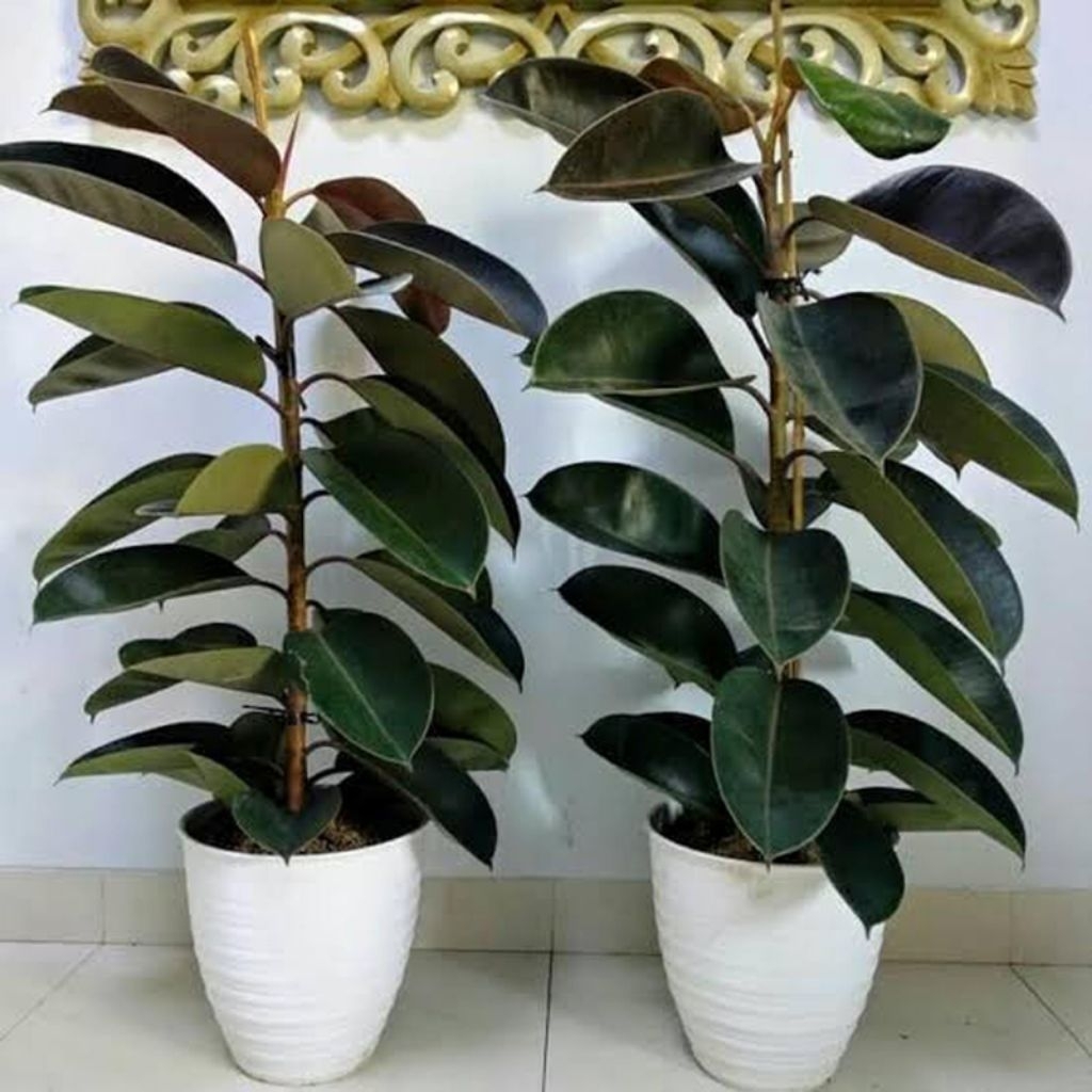 tanaman hias karet kebo/pohon karet kebo + pot putih