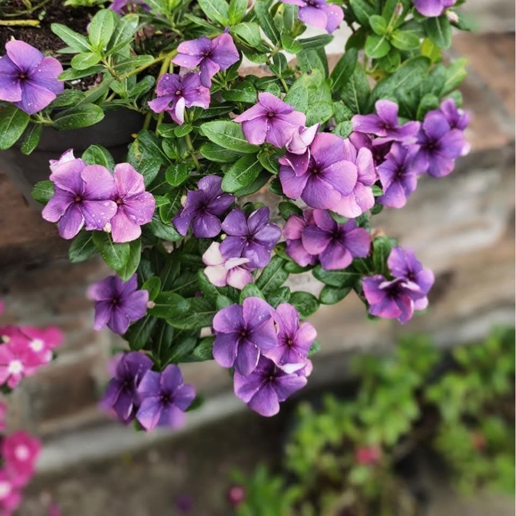 Vinca PURPLE SHADOW, 15 seed