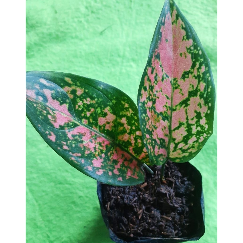 Aglaonema Ruby Pink