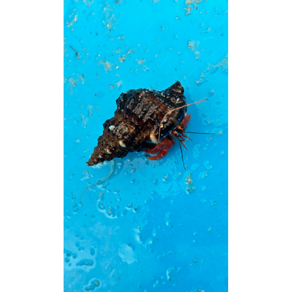 Kelomang size S Perlatus red