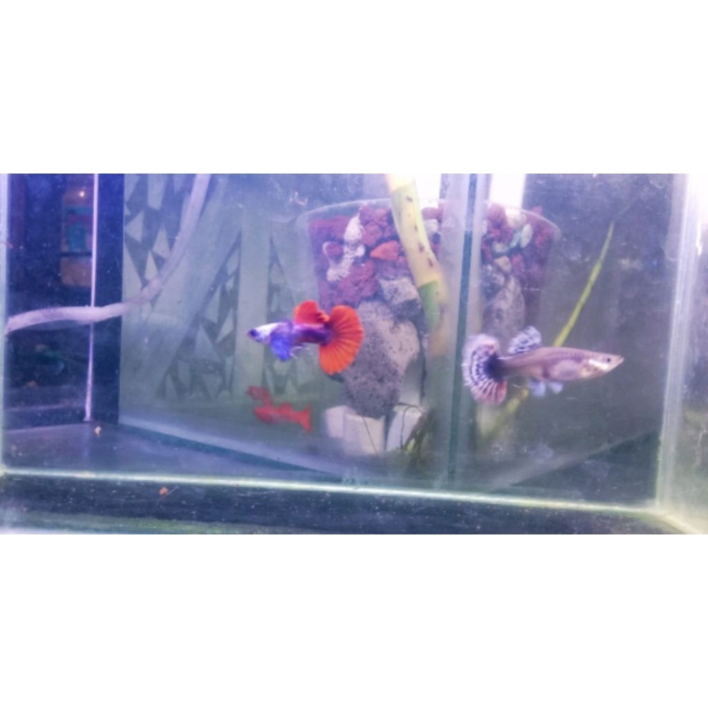 Guppy PRTDE Betina