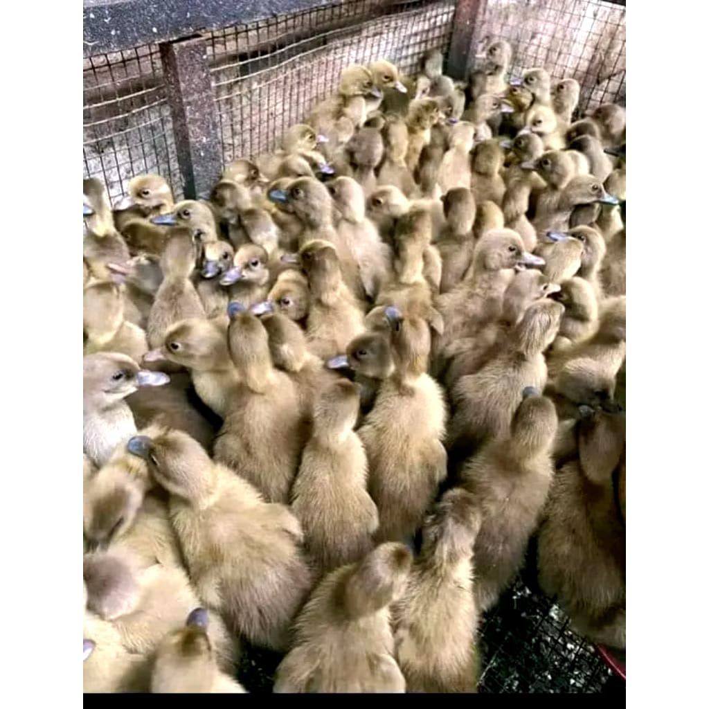 Bebek petelur Mojosari Betina Sudah Vaksin
