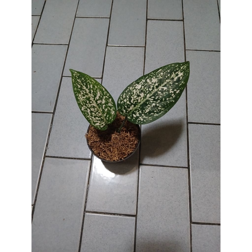 Aglaonema anakan big leaf