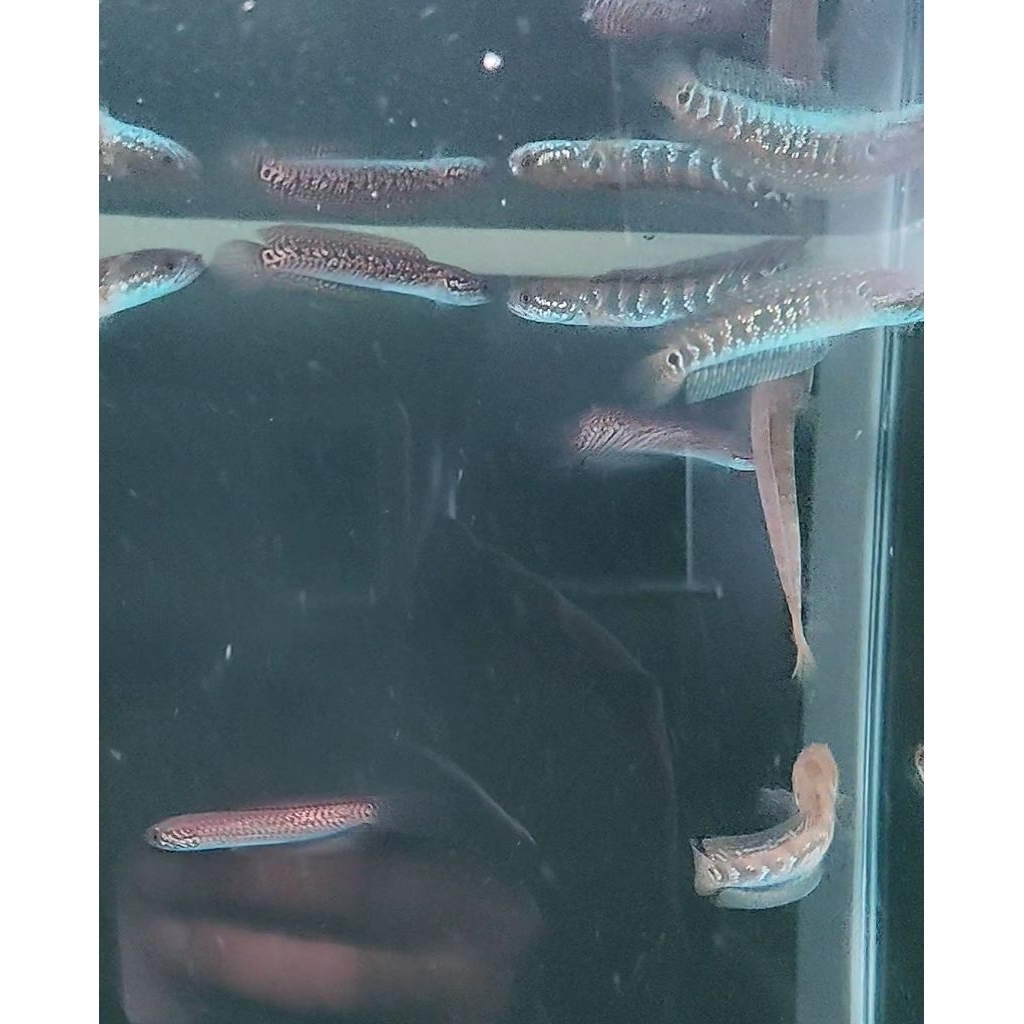 Ikan Channa Asiatica RSP Kalimaya bonus RSWS
