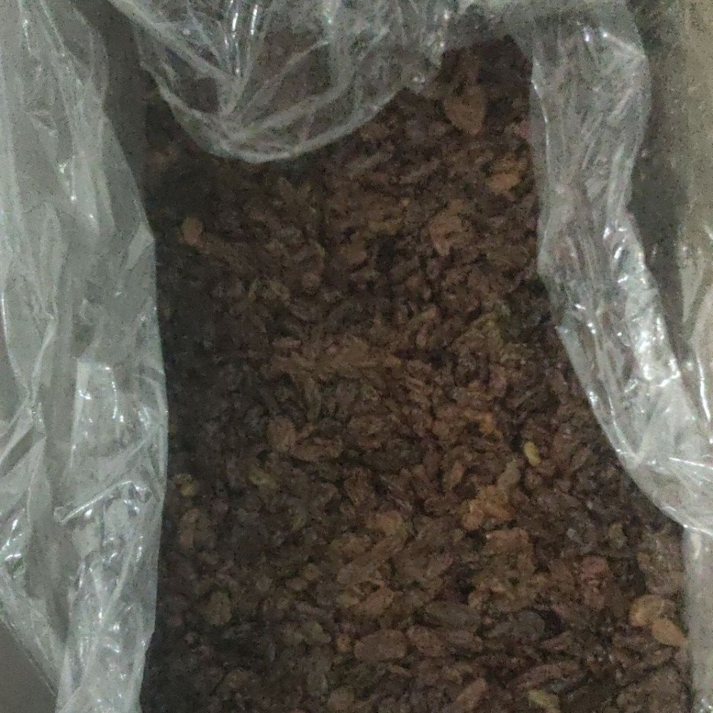 kismis golden raisin india 10 kg