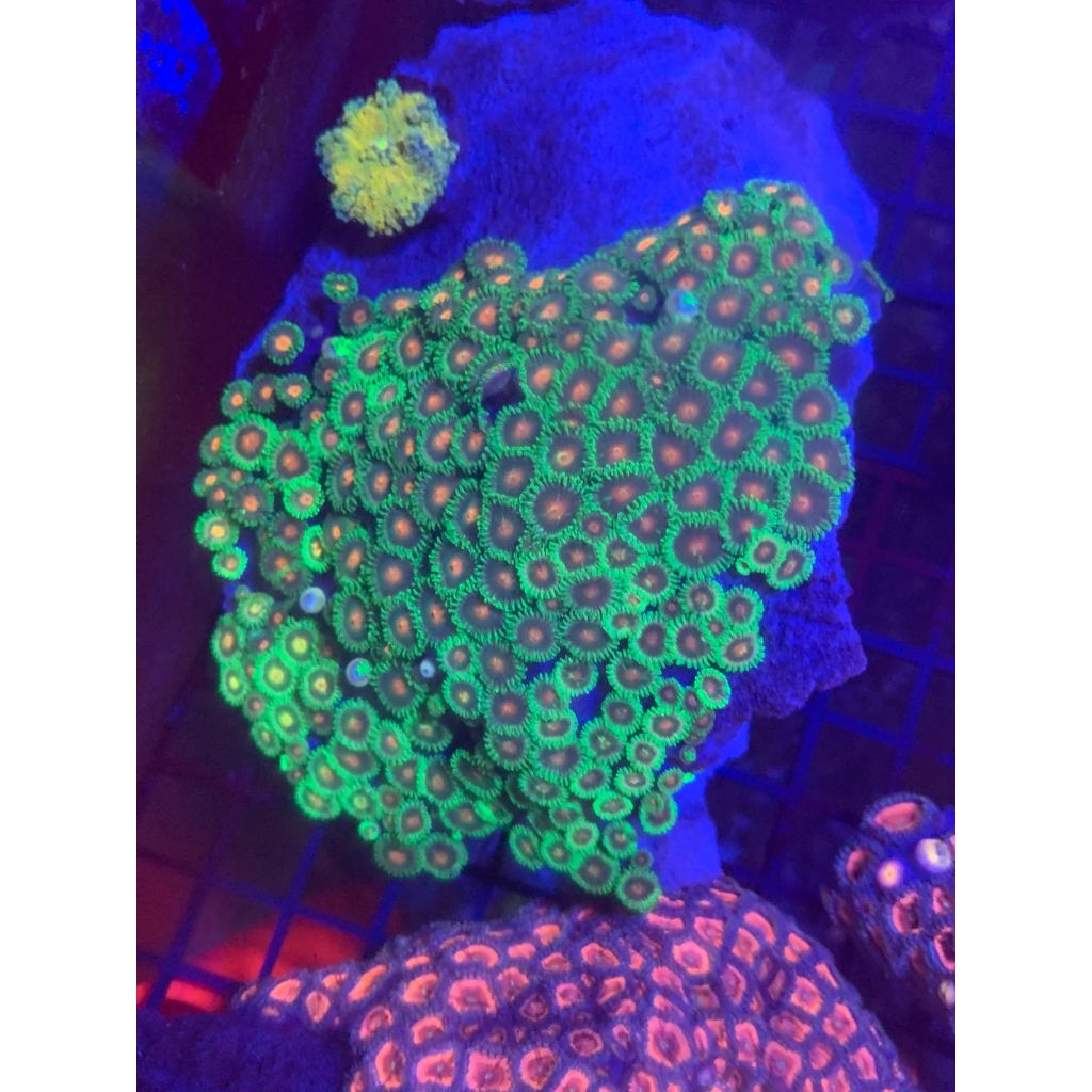 Koral / Coral Zoa Koloni