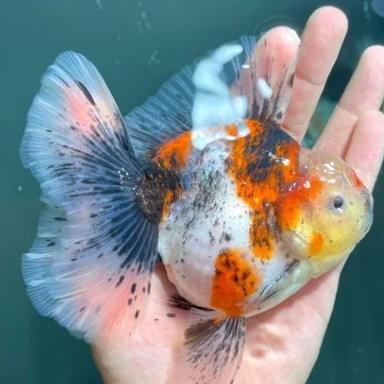 ikan koki oranda calico rosetail