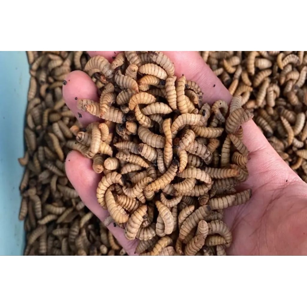 maggot 1kg