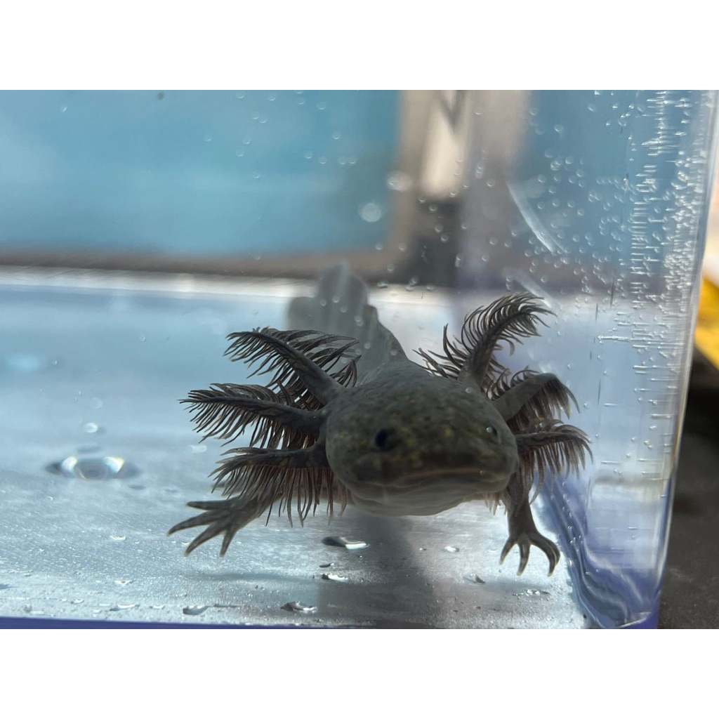Axolotl melanoid 6-7 cm