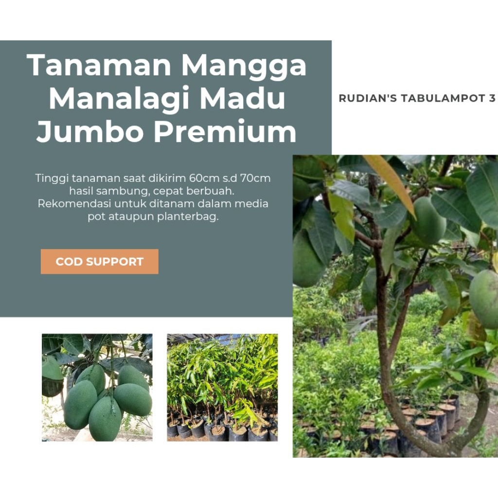 Tanaman Mangga Manalagi Madu Jumbo Premium