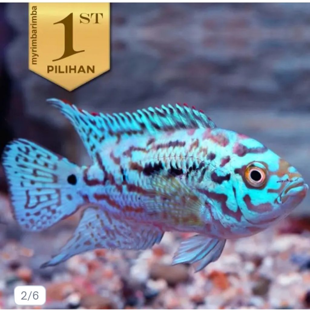 Electric Blue Jack Dempsey (EBJD) Ikan Hias Cichlid Hiasan Aquarium
