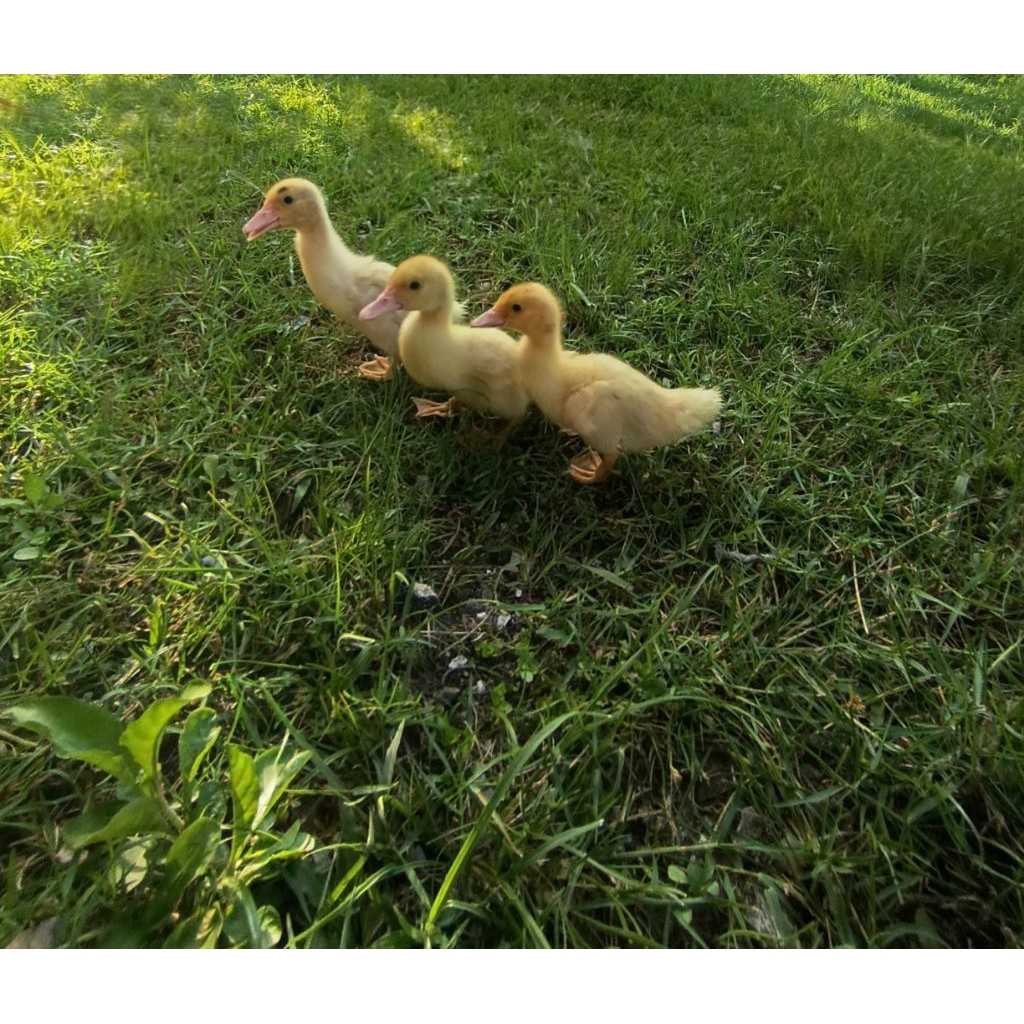 bebek entok jumbo