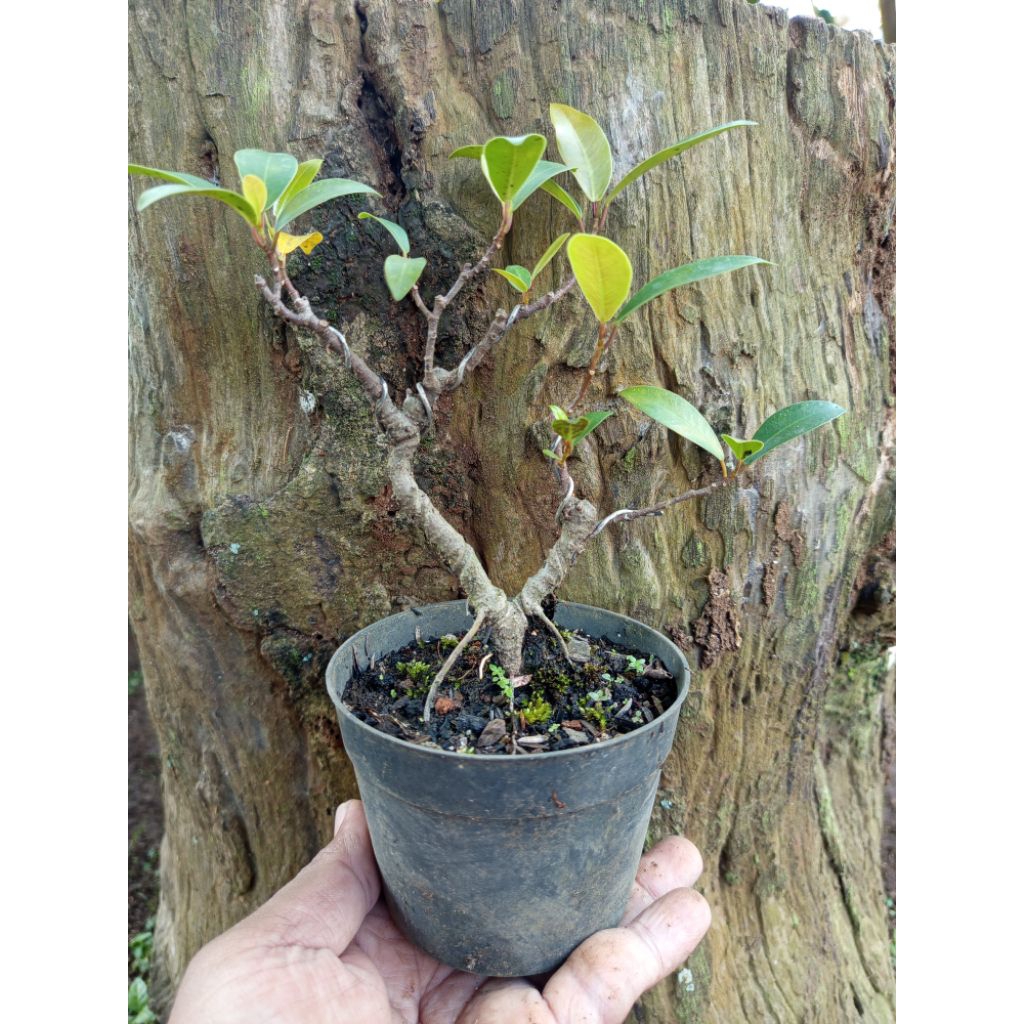 Bahan bonsai beringin iprik