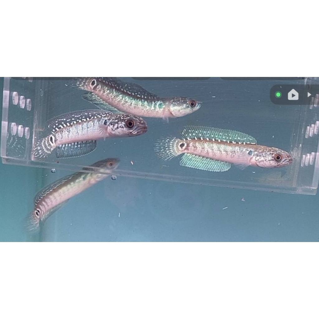 chana asiatica ws HF