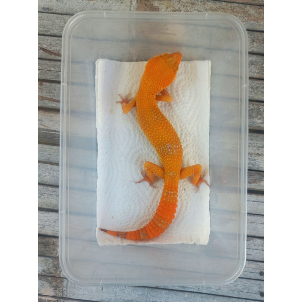 MAINAN GECKO SUNGLOW TOMATO LINE ADULT SESUAI FOTO