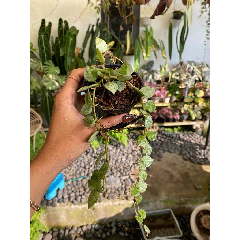 hoya lacunosa eskimo