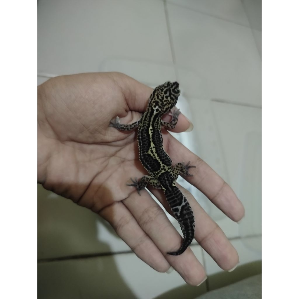 Mainan leopard gecko black knight