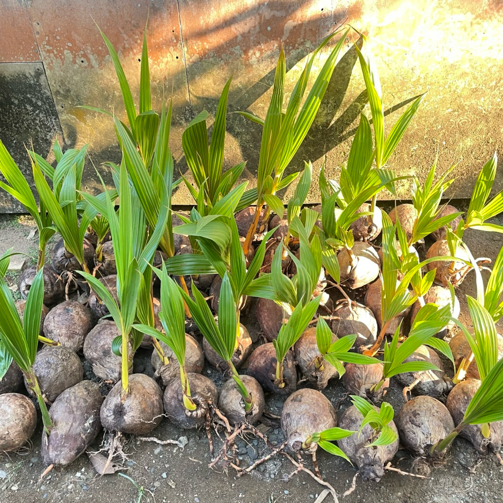 Bibit bonsai kelapa minion gading oren, kuning, hijau, dan coklat sudah berdaun & berakar - Bahan bo