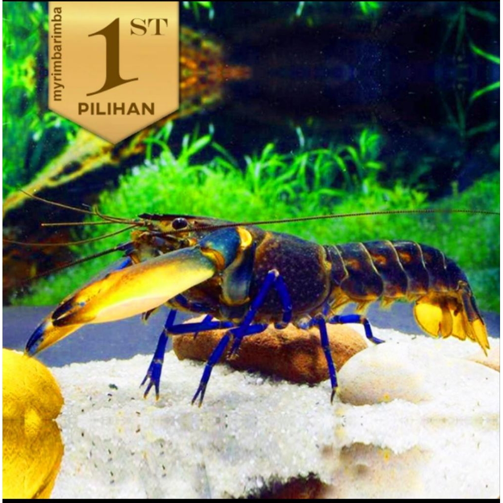 Lobster BIru Indukan Air Tawar Hiasan Aquarium Ikan Hias Aquascape