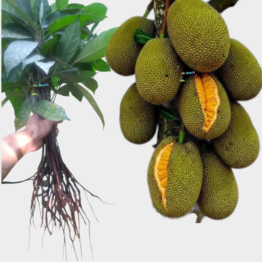 bibit nangka jumbo sedling  cabutan  | bibit nangka sedling