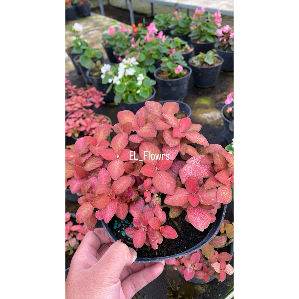 Tanaman hias Fittonia merah mini-Fittonia verschaffeltii Mini Red Vein'